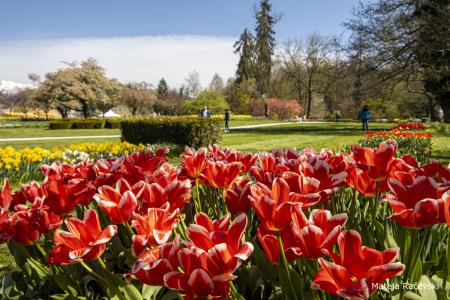 Spomladanska razstava Arboretum Volčji Potok Foto Mateja Račevski-17